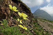 19 La sterrata-gippabile abbellita da fiori di pulsatilla alpina sulfurea